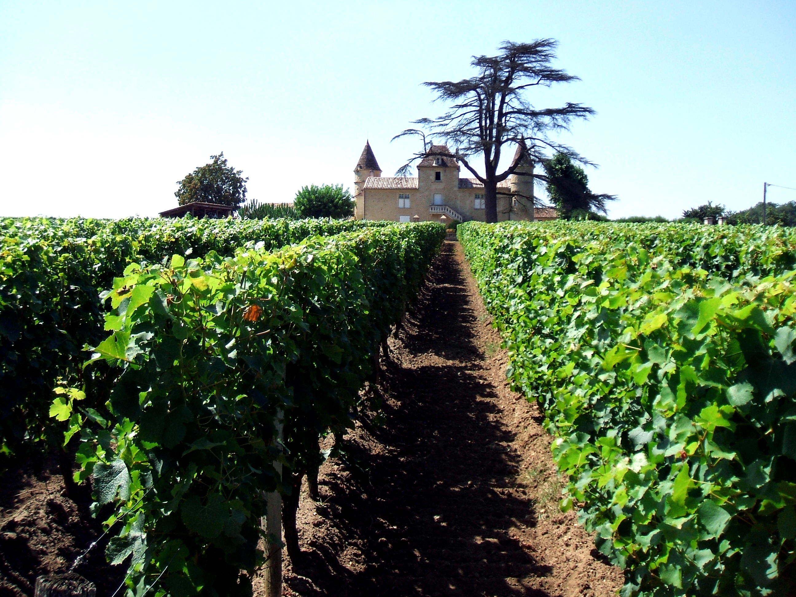 chateau-massereau-its-vineyard-sauternes-barsac-graves-appellations